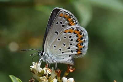 <i>Plebejus argyrognomon</i>