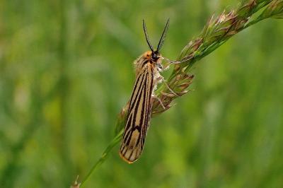 Spiris striata