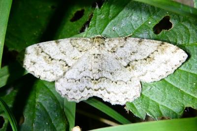 <i>Ectropis crepuscularia</i>