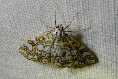 <i>Elophila nymphaeata</i>