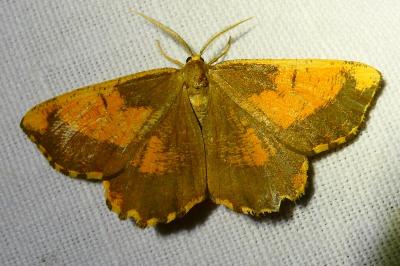 <i>Angerona prunaria</i>