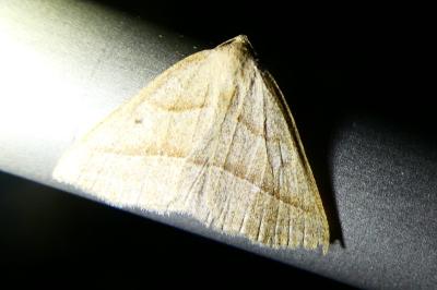<i>Petrophora chlorosata</i>