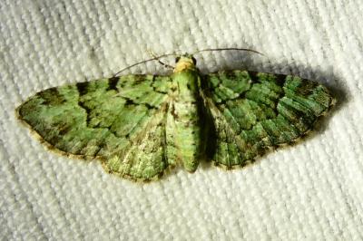 <i>Pasiphila rectangulata</i>