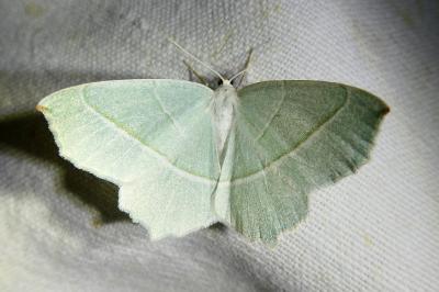 <i>Campaea margaritaria</i>