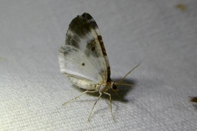 <i>Plemyria rubiginata</i>