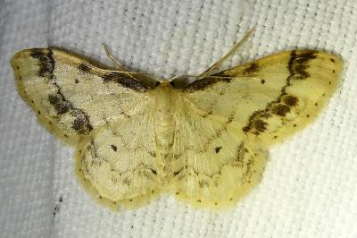 <i>Idaea trigeminata</i>
