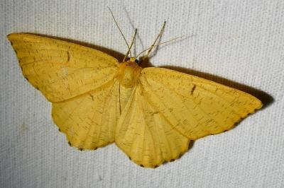 <i>Angerona prunaria</i>