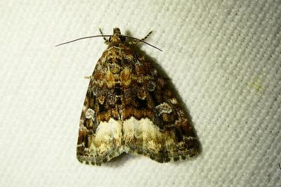 <i>Deltote pygarga</i>