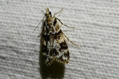 <i>Eudonia delunella</i>