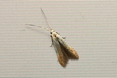 <i>Coleophora</i>