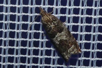 <i>Ancylis achatana</i>