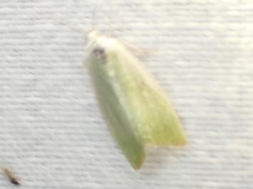 <i>Earias clorana</i>