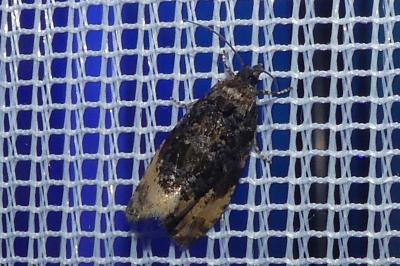 <i>Hedya ochroleucana</i>