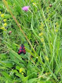 <i>Zygaena trifolii</i>