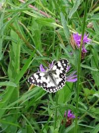 <i>Melanargia galathea</i>