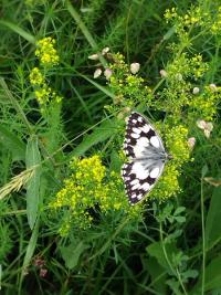 <i>Melanargia galathea</i>