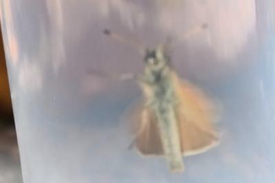 <i>Thymelicus lineola</i>