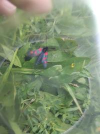 <i>Zygaena trifolii</i>
