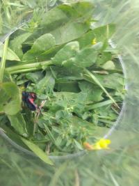 <i>Zygaena trifolii</i>