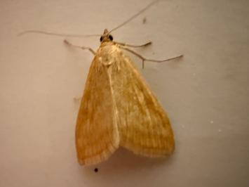 <i>Sitochroa verticalis</i>