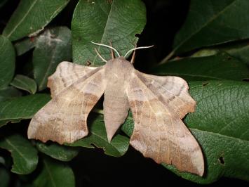 <i>Laothoe populi</i>