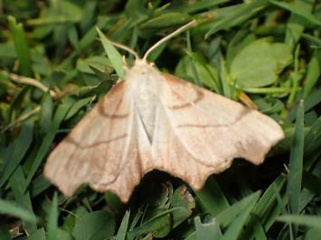 <i>Ennomos erosaria</i>