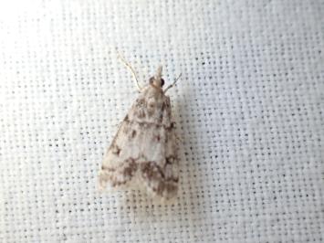<i>Eudonia lacustrata</i>