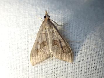 <i>Mecyna asinalis</i>