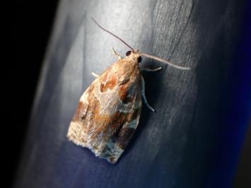 <i>Archips xylosteana</i>