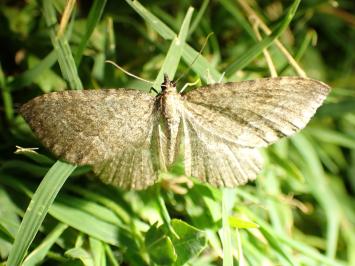 <i>Philereme vetulata</i>