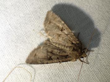 <i>Fissipunctia ypsillon</i>