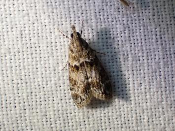 <i>Eudonia mercurella</i>