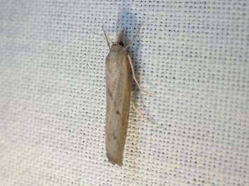 <i>Pediasia contaminella</i>