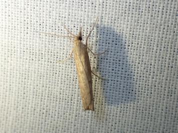 <i>Pediasia contaminella</i>