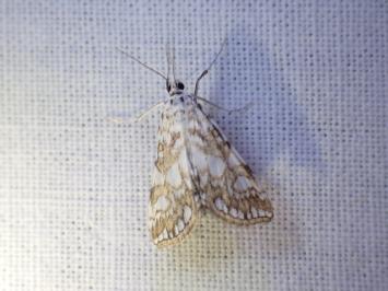 <i>Elophila nymphaeata</i>