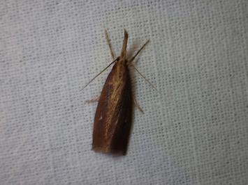 <i>Chilo phragmitellus</i>