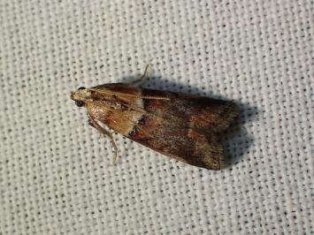 <i>Acrobasis repandana</i>