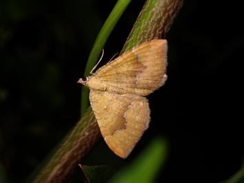 <i>Camptogramma bilineata</i>