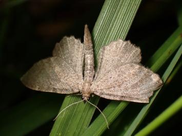 <i>Philereme vetulata</i>