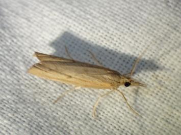 <i>Pediasia contaminella</i>