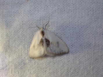 <i>Cilix glaucata</i>