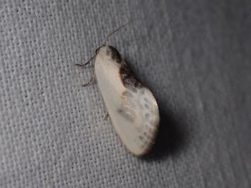 <i>Cilix glaucata</i>