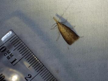 <i>Schoenobius gigantella</i>