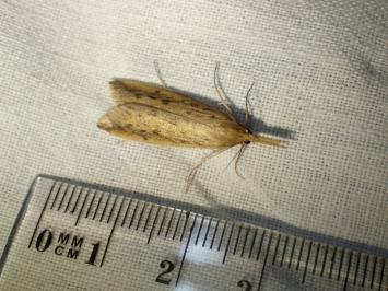 <i>Schoenobius gigantella</i>