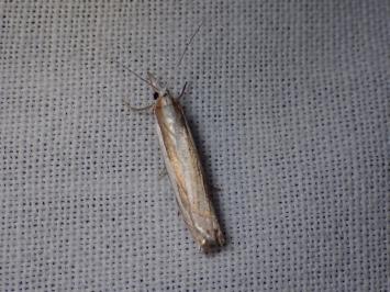<i>Crambus pascuella</i>