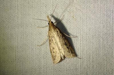 <i>Schoenobius gigantella</i>