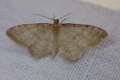<i>Idaea humiliata</i>