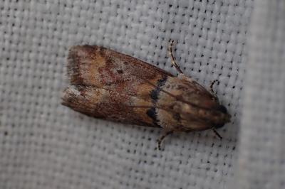 Acrobasis repandana