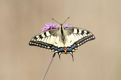 <i>Papilio machaon</i>
