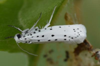 <i>Yponomeuta malinella</i>